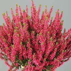 Bruyère d'été Rouge / Calluna vulgaris rubra